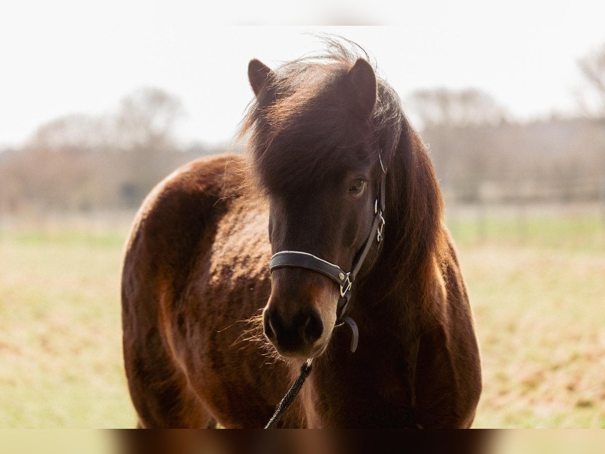 Pony Islandese Giumenta 5 Anni 145 cm Baio in Lehmrade