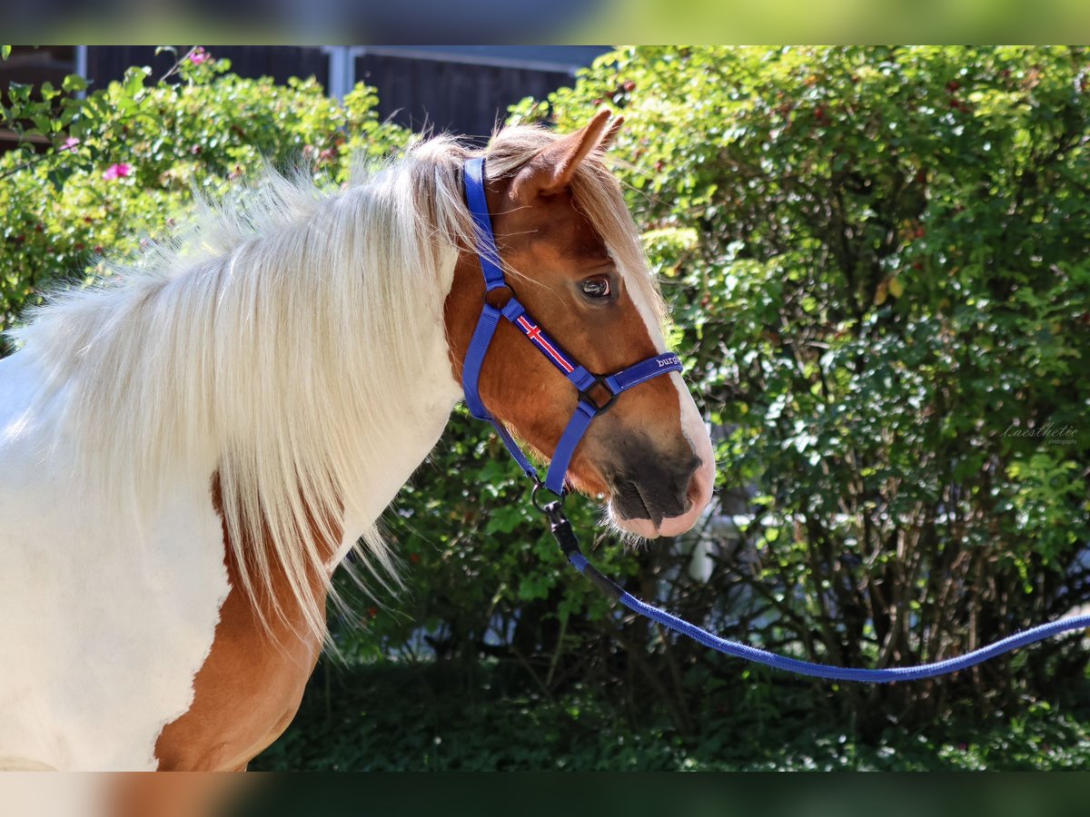 Pony Islandese Giumenta 5 Anni Pezzato in Straßwalchen