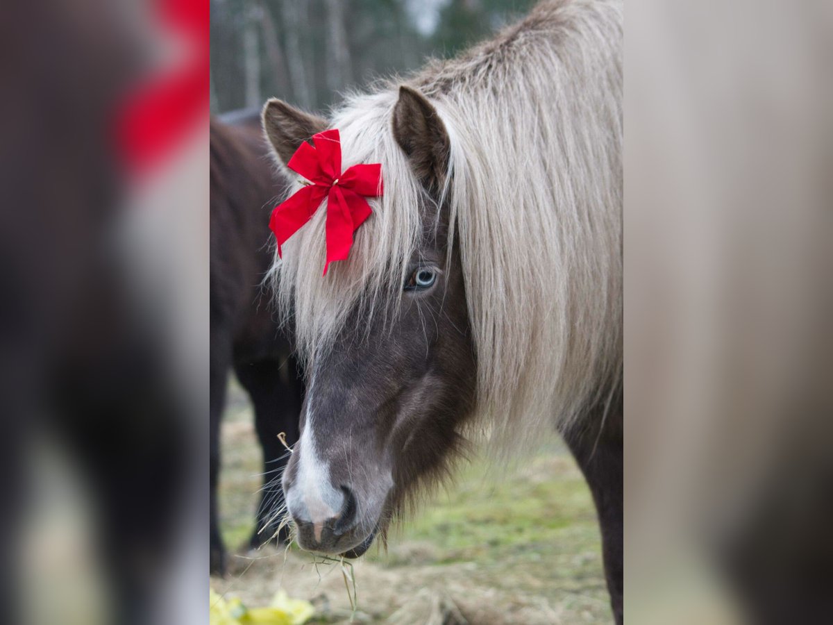 Pony Islandese Giumenta 6 Anni 130 cm in Ribbesbüttel