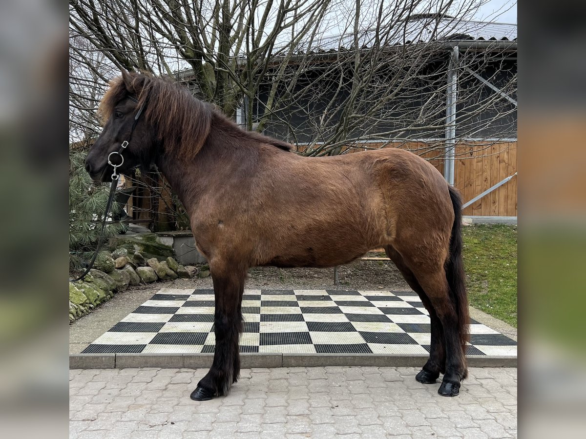 Pony Islandese Giumenta 6 Anni 138 cm Morello in Lochen am See
