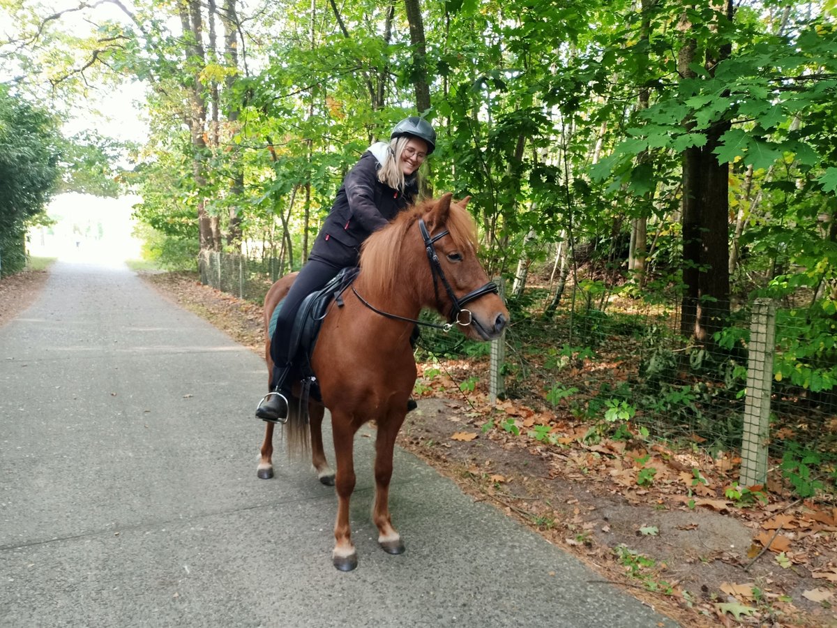 Pony Islandese Giumenta 6 Anni 138 cm Sauro in Langdorp