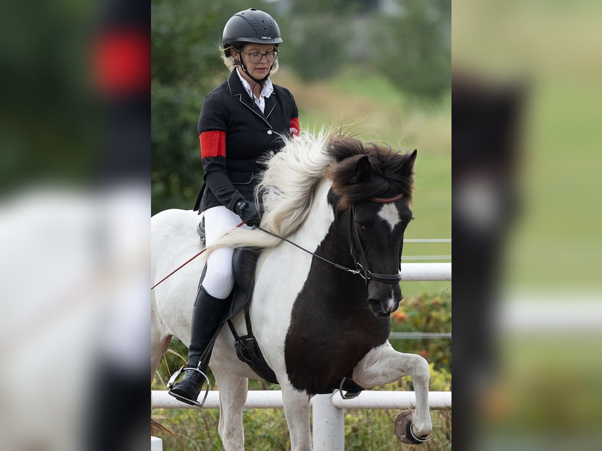 Pony Islandese Giumenta 6 Anni 139 cm Pezzato in Wahrenholz