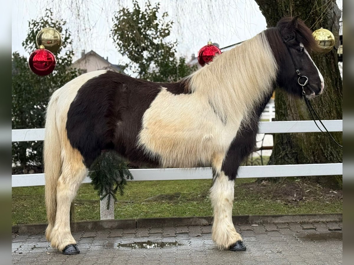 Pony Islandese Giumenta 6 Anni 139 cm Pezzato in Lochen am See