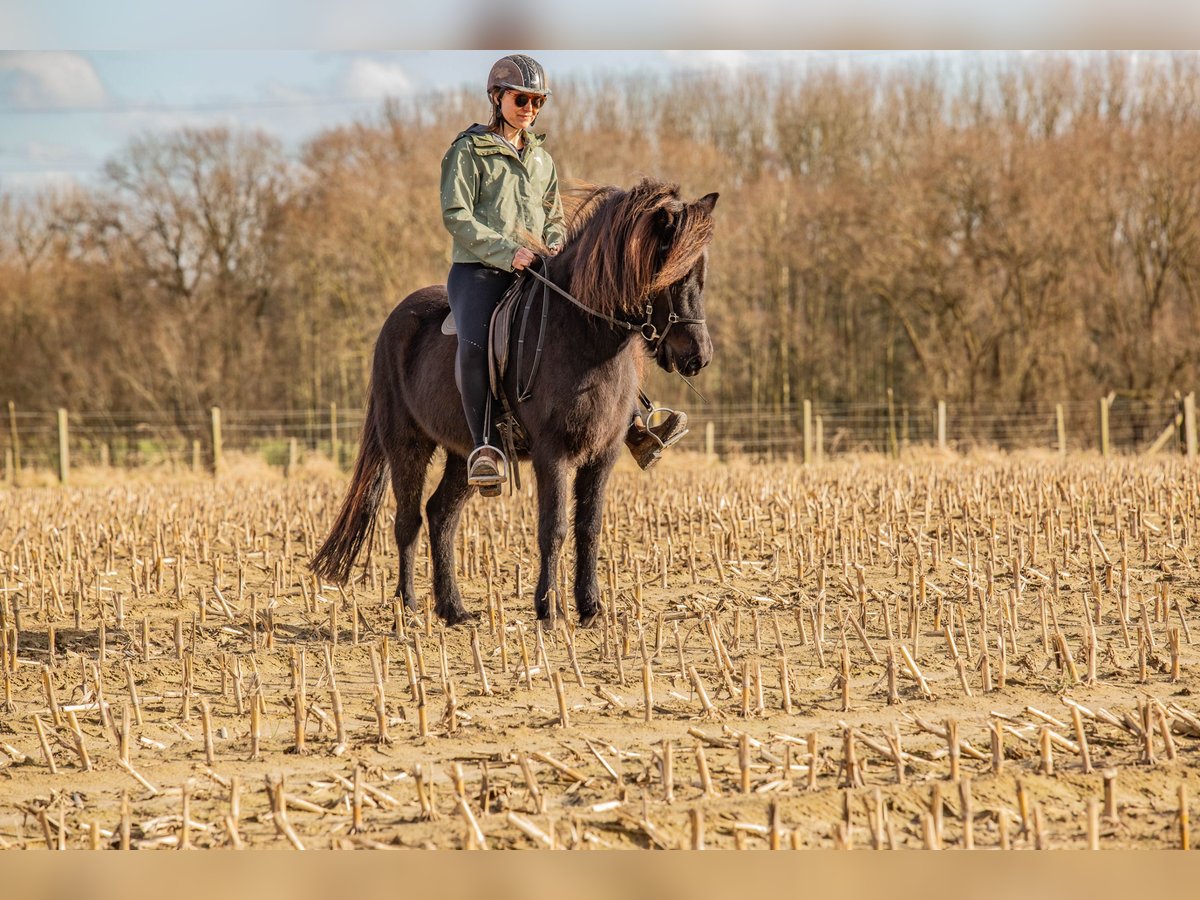 Pony Islandese Giumenta 6 Anni 140 cm Baio nero in Dilbeek