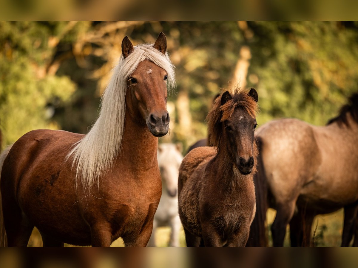 Pony Islandese Giumenta 6 Anni 140 cm in Aichtal