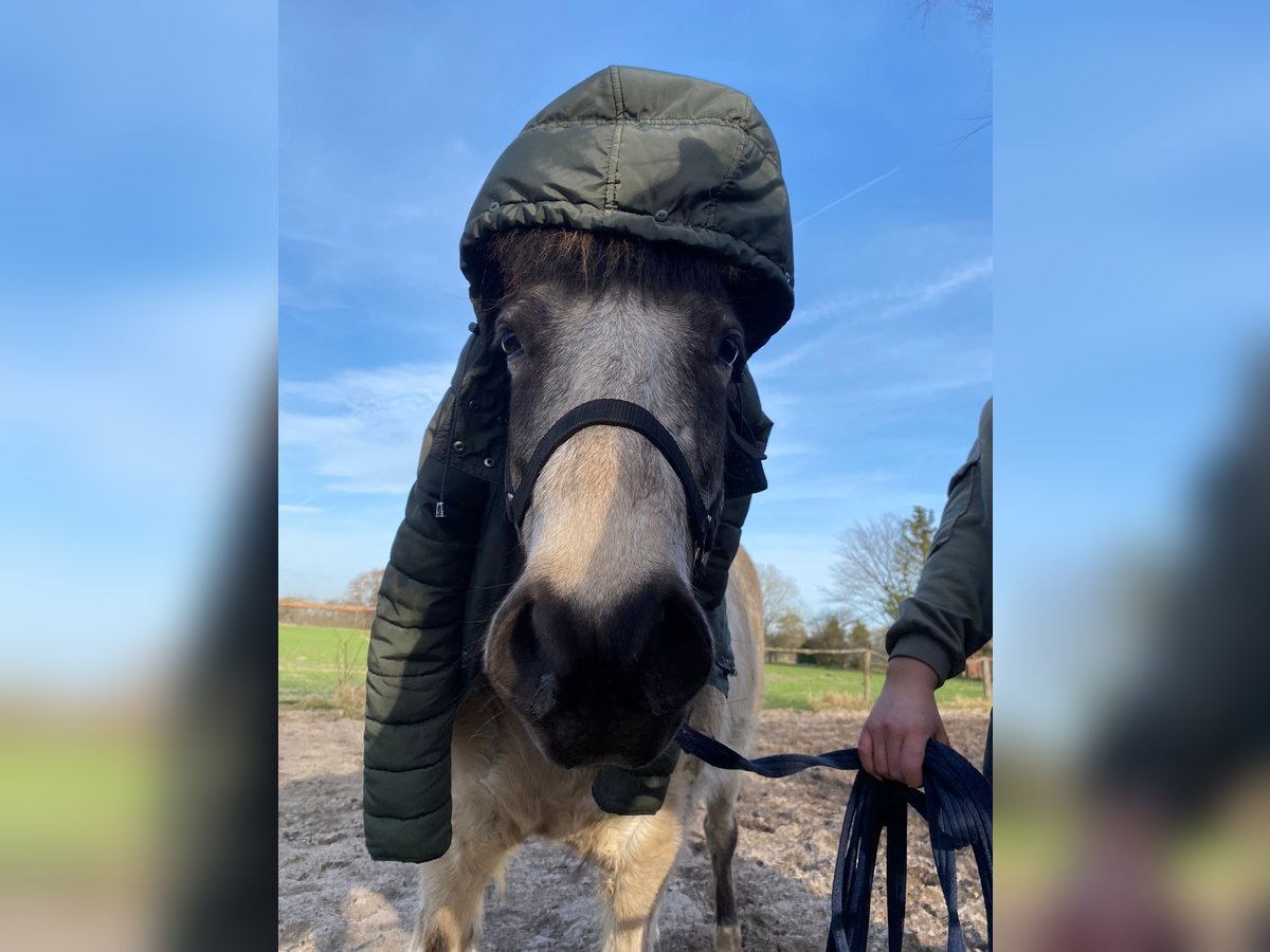 Pony Islandese Giumenta 6 Anni 140 cm Tobiano-tutti i colori in Blunk