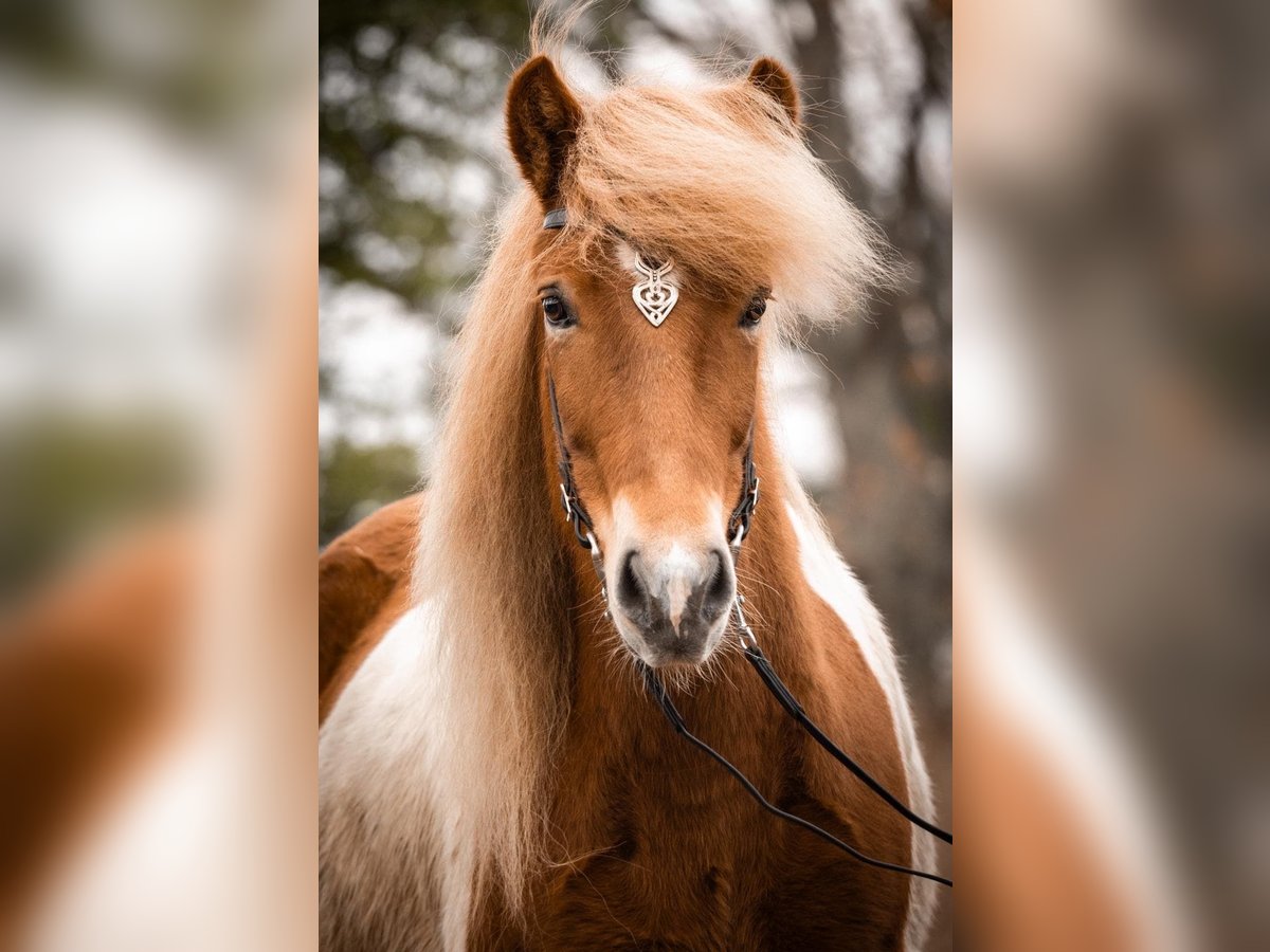 Pony Islandese Giumenta 6 Anni 142 cm Pezzato in Seedorf