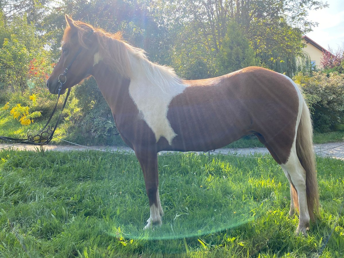 Pony Islandese Giumenta 6 Anni 143 cm Pezzato in Lautertal