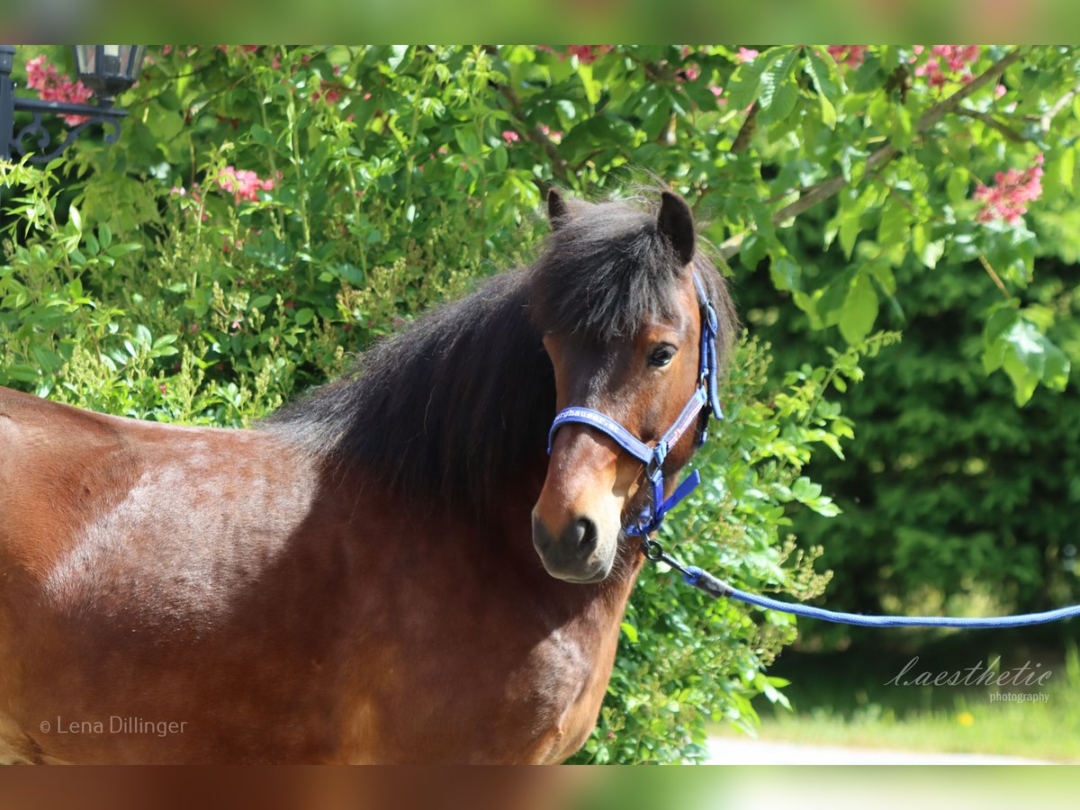 Pony Islandese Giumenta 6 Anni Baio in Straßwalchen