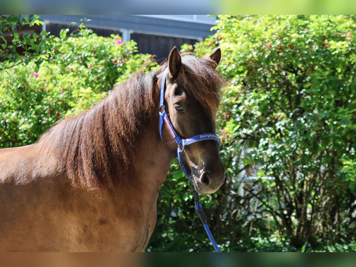 Pony Islandese Giumenta 6 Anni Morello in Straßwalchen