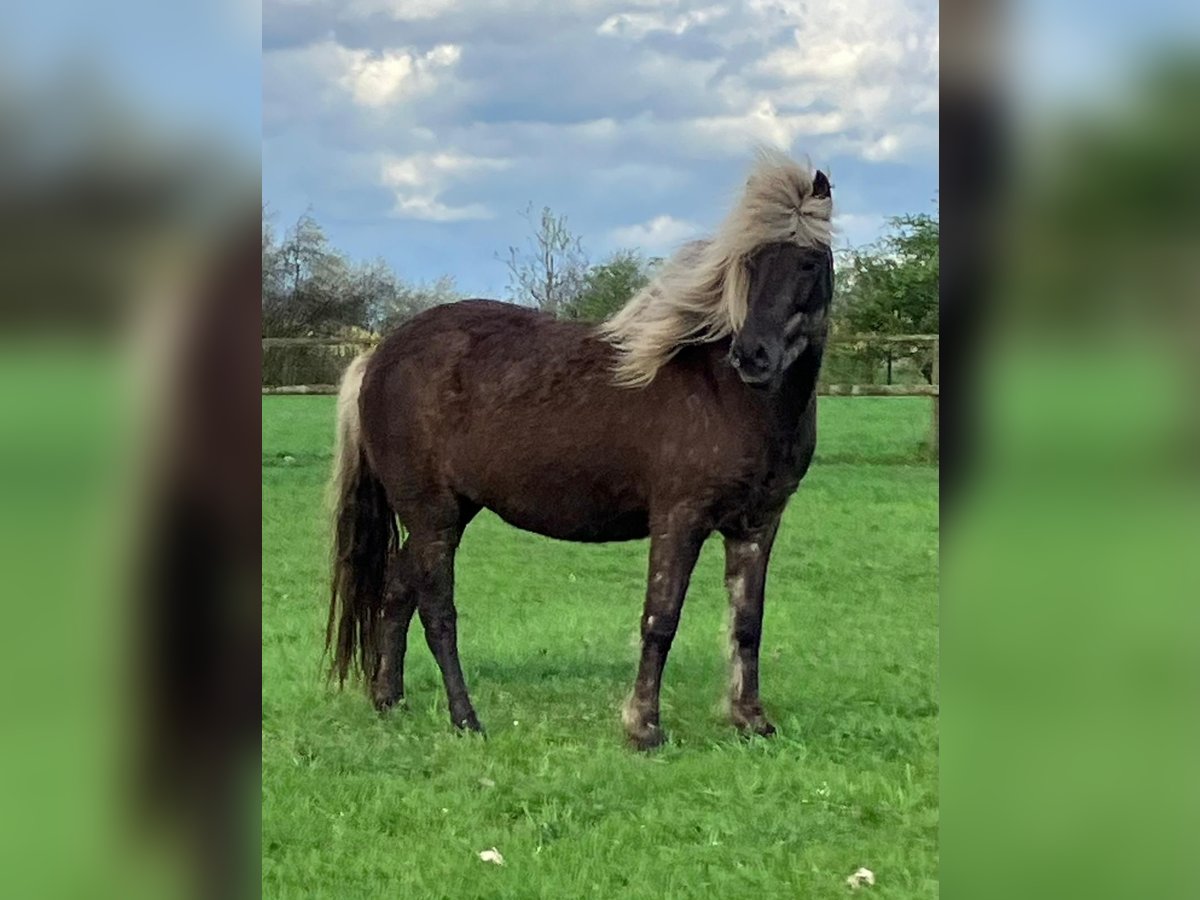 Pony Islandese Giumenta 7 Anni 138 cm in Bücken