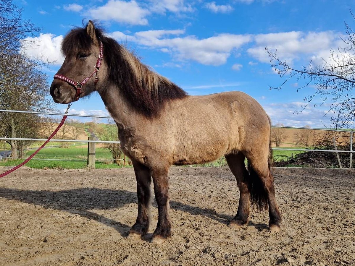 Pony Islandese Giumenta 7 Anni 138 cm Falbo in Schmölln OT Illsitz