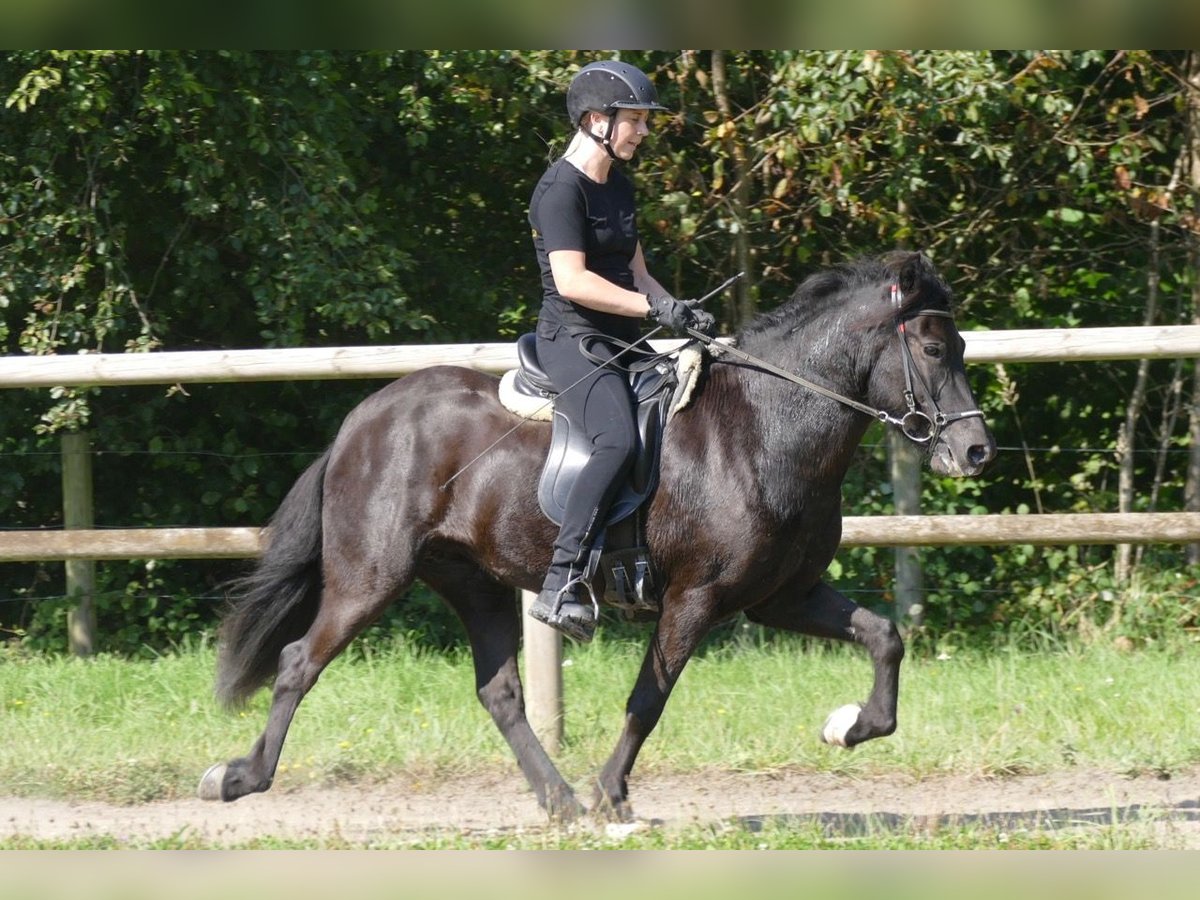 Pony Islandese Giumenta 7 Anni 138 cm Morello in Rimbach