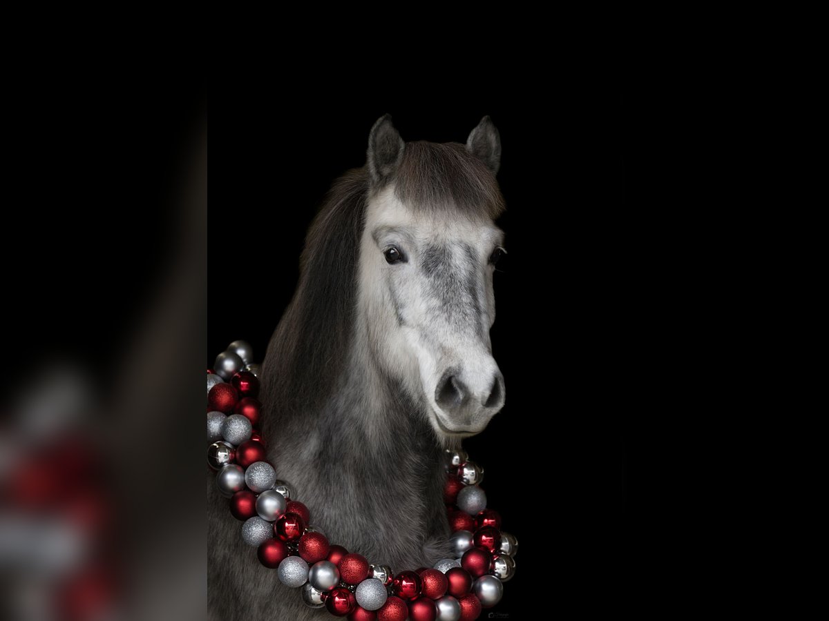 Pony Islandese Giumenta 7 Anni 140 cm Grigio pezzato in Idstein