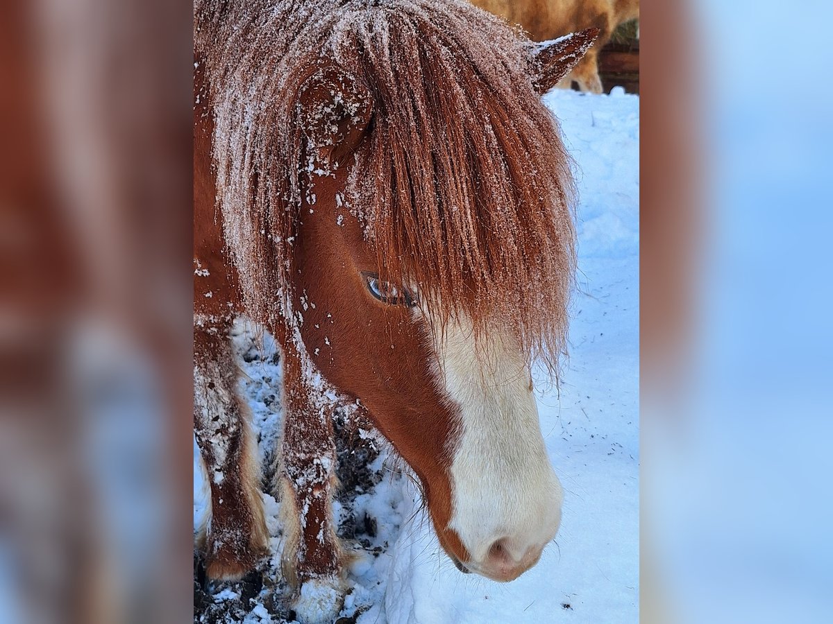 Pony Islandese Giumenta 7 Anni 145 cm Sauro in Flattach