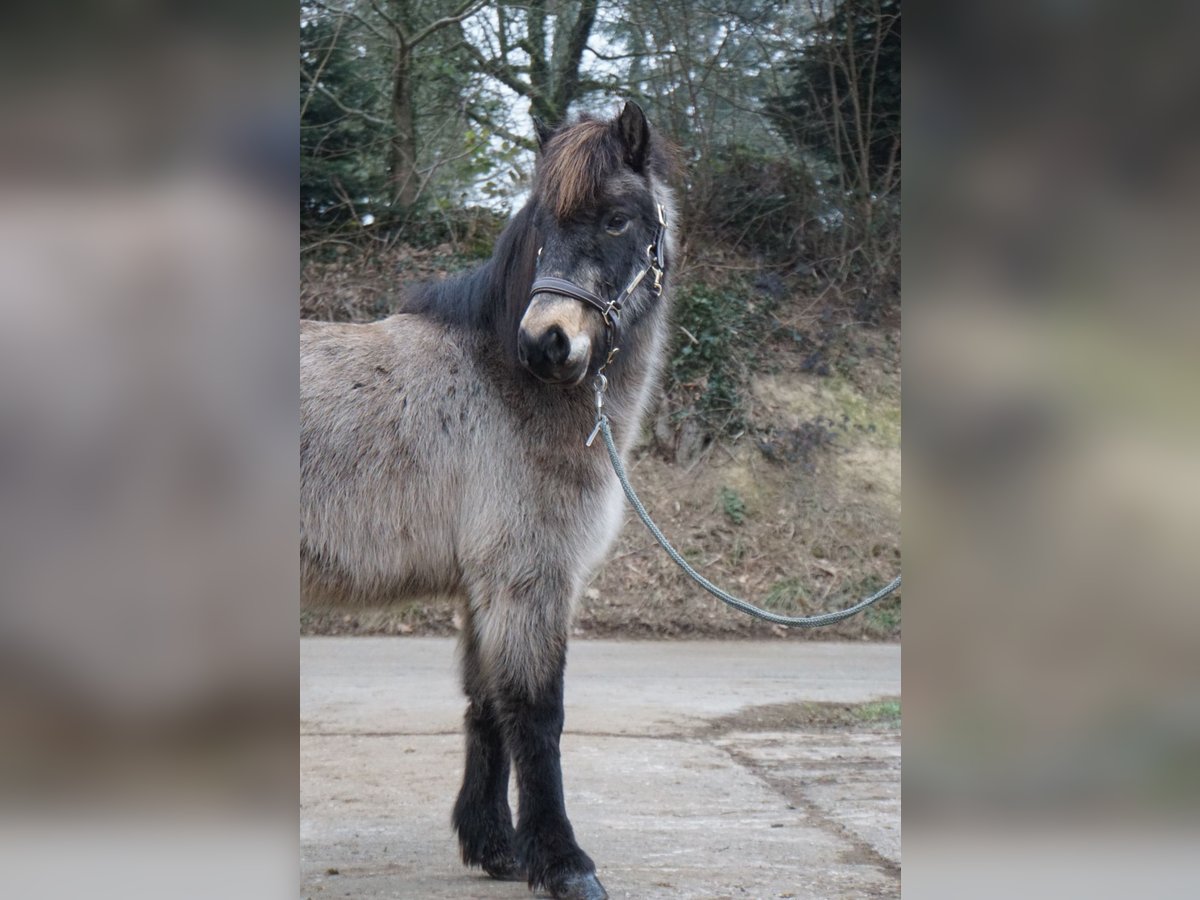 Pony Islandese Giumenta 8 Anni 130 cm Pelle di daino in Emmendingen