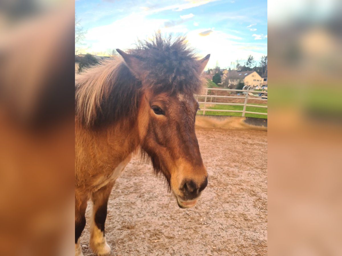 Pony Islandese Giumenta 8 Anni 134 cm in Rudersberg-Steinenberg