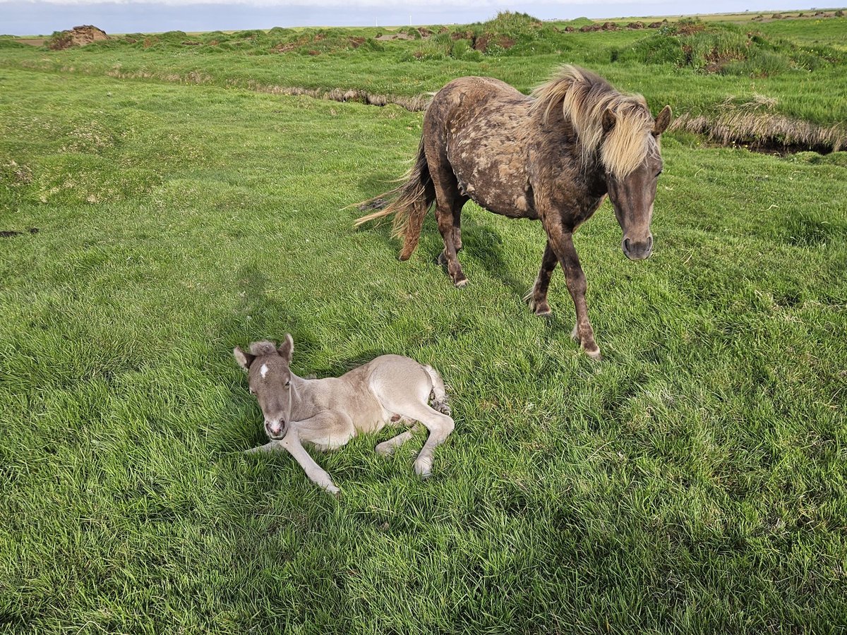 Pony Islandese Giumenta 8 Anni 137 cm in Hella