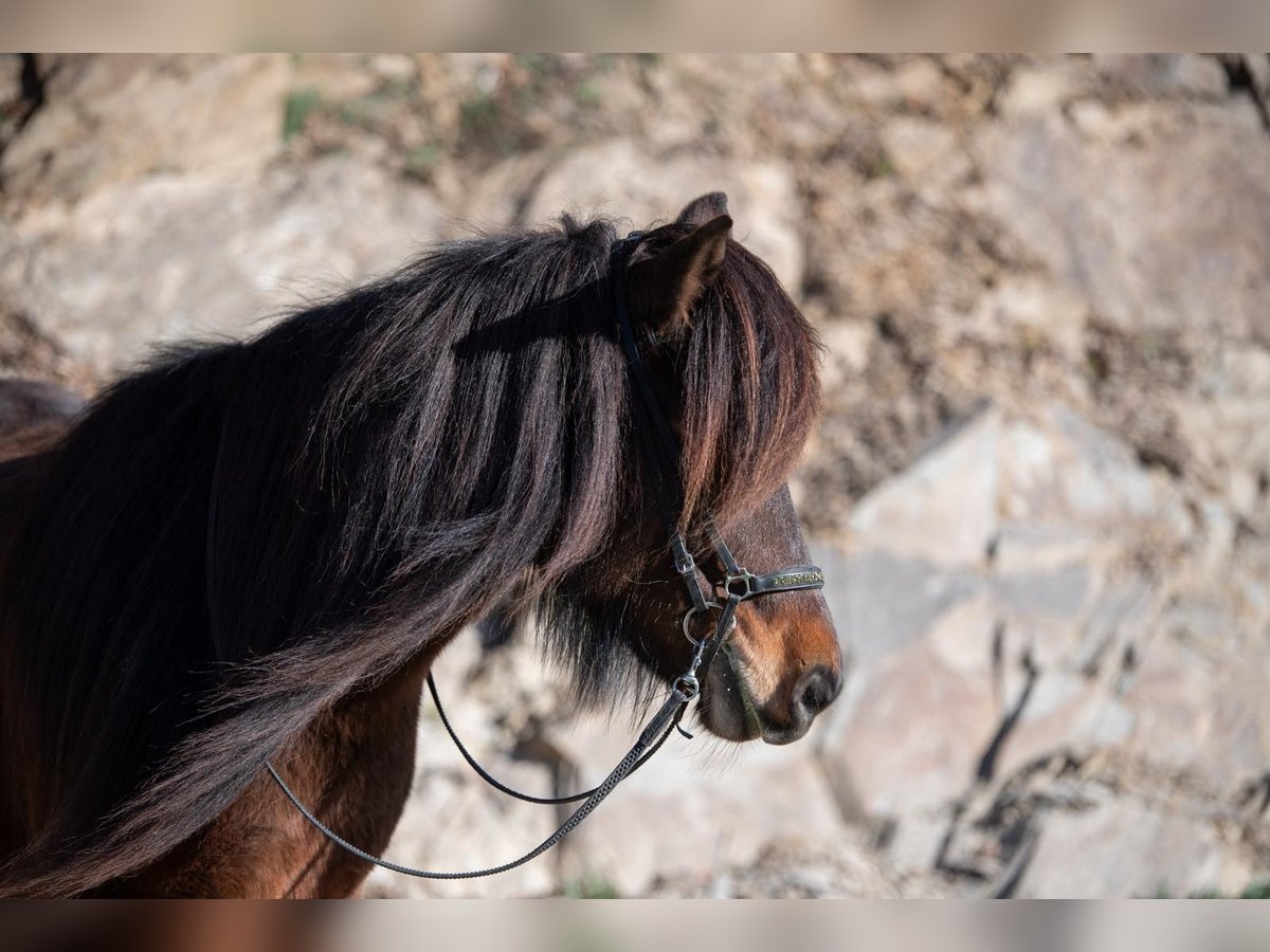 Pony Islandese Giumenta 8 Anni 138 cm Baio in Hessisch Oldendorf