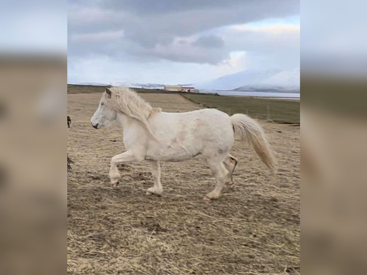Pony Islandese Giumenta 8 Anni 140 cm Bianco in Selfoss