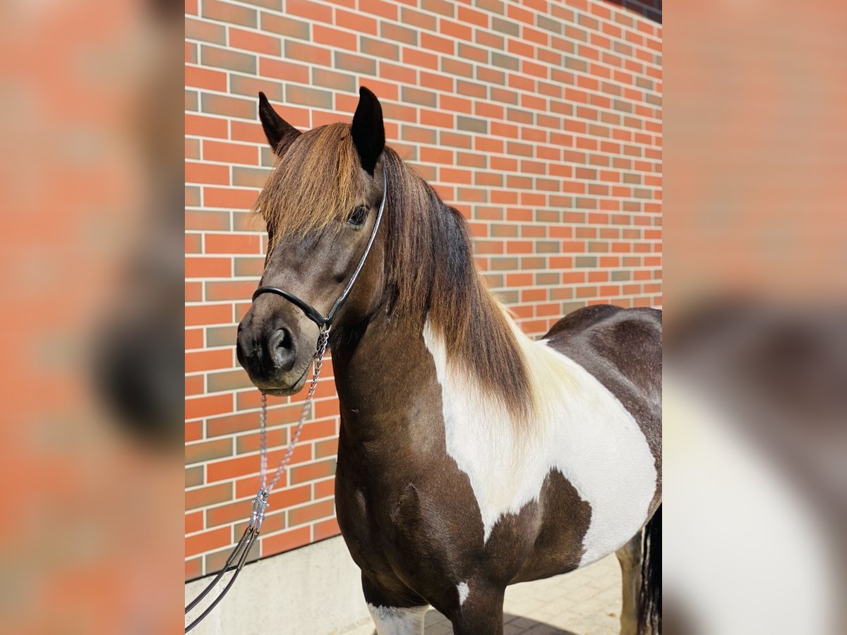 Pony Islandese Giumenta 8 Anni 143 cm Pezzato in Zweibrücken