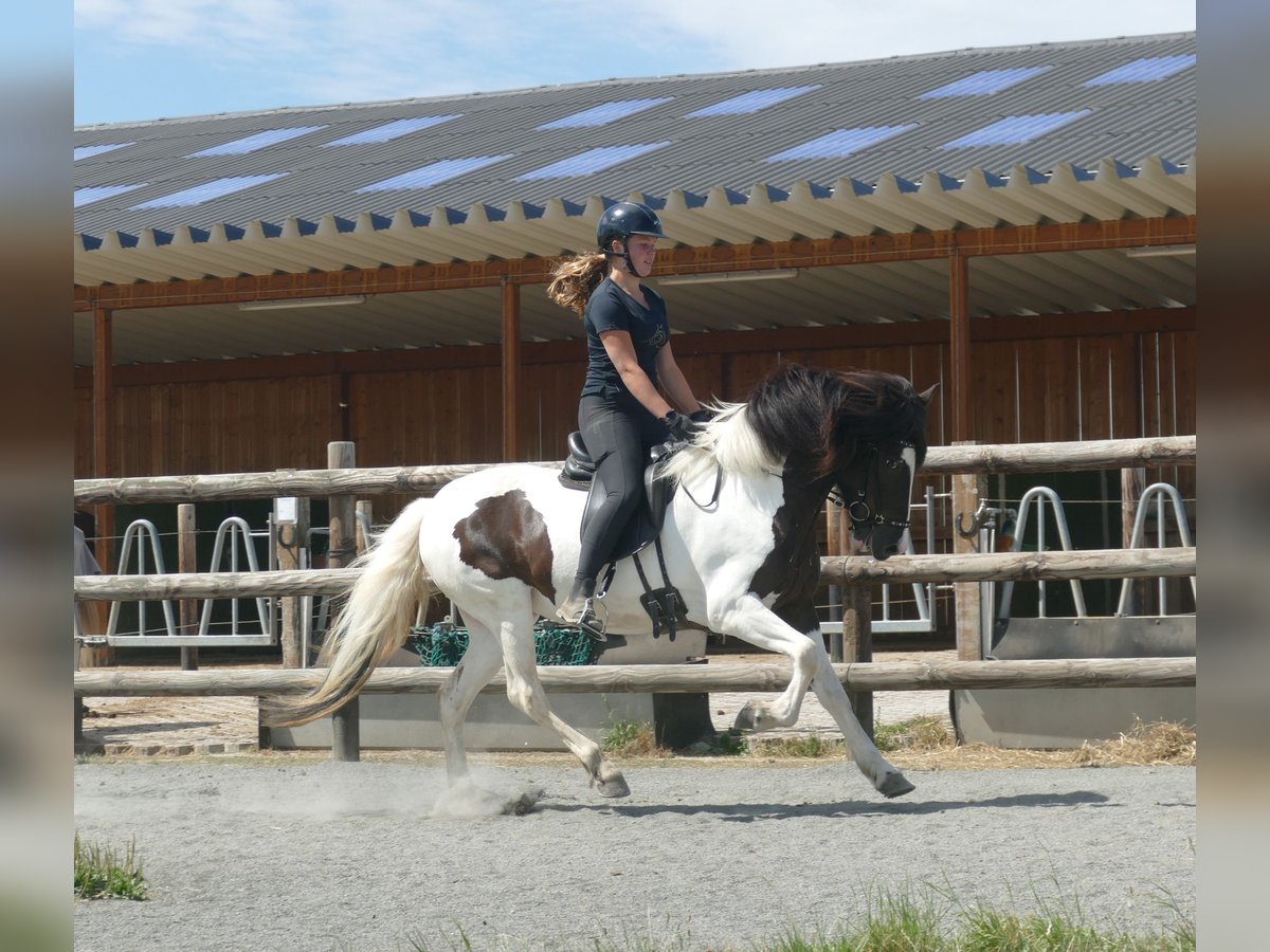 Pony Islandese Giumenta 8 Anni 145 cm Pezzato in Euskirchen
