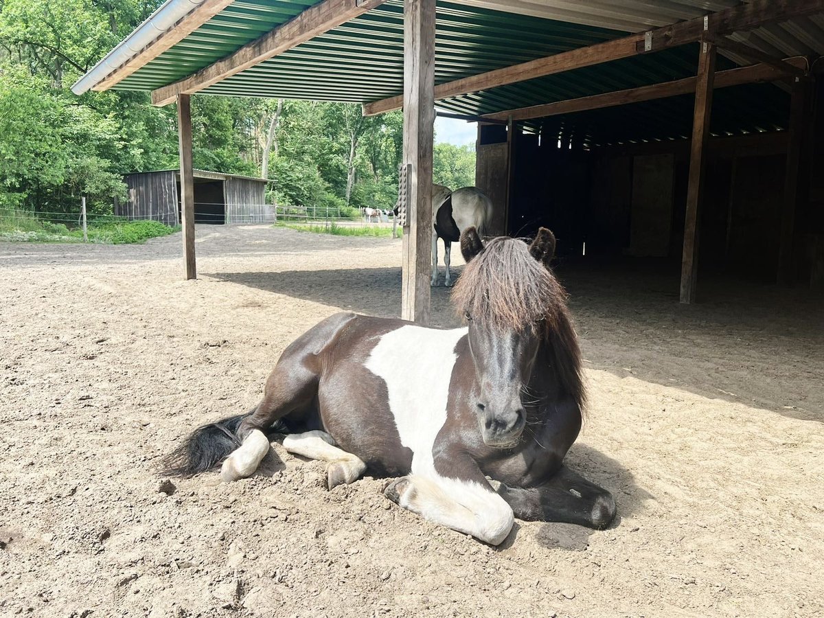 Pony Islandese Giumenta 8 Anni in Falkensee