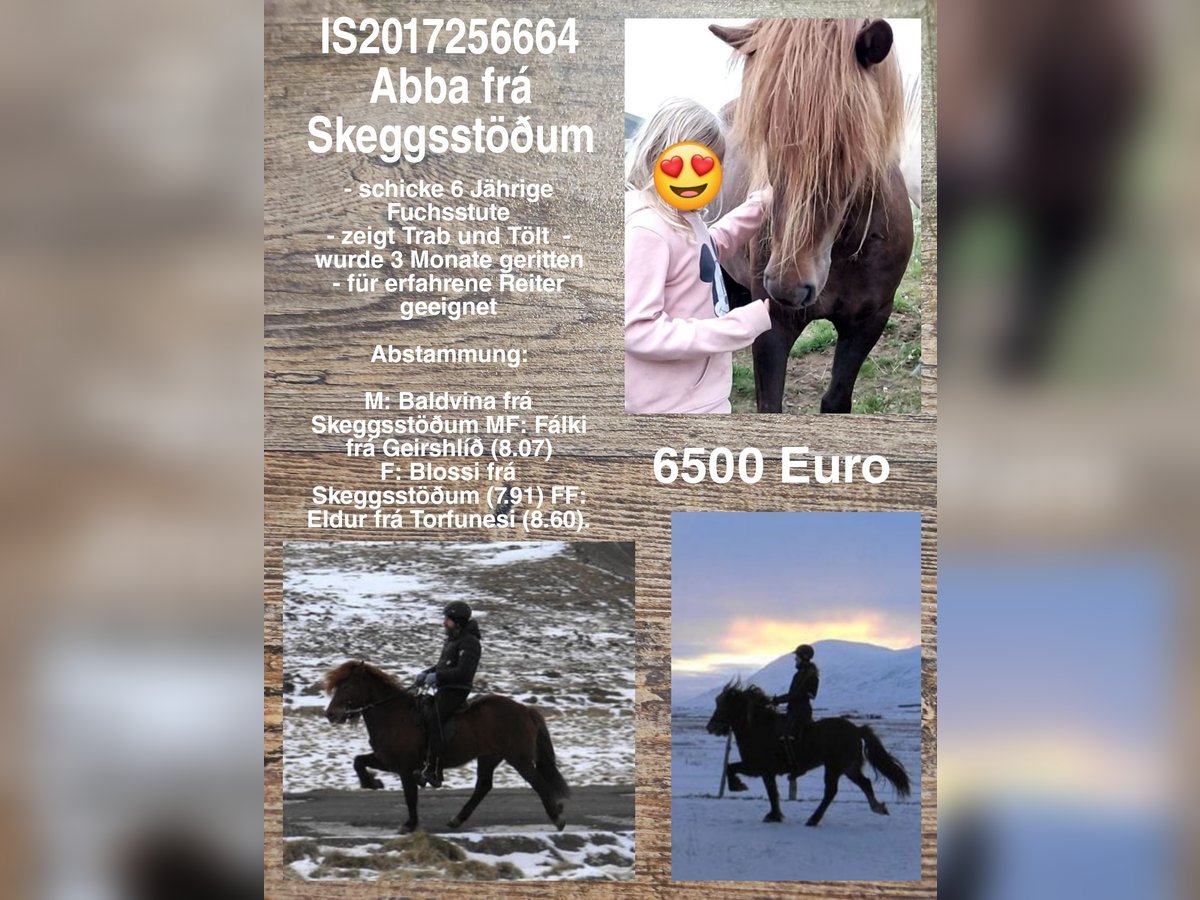 Pony Islandese Giumenta 8 Anni in Reykjavik