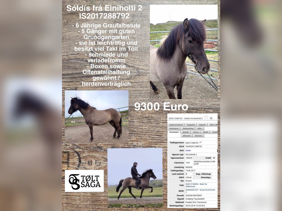 Pony Islandese Giumenta 8 Anni in Reykjavik