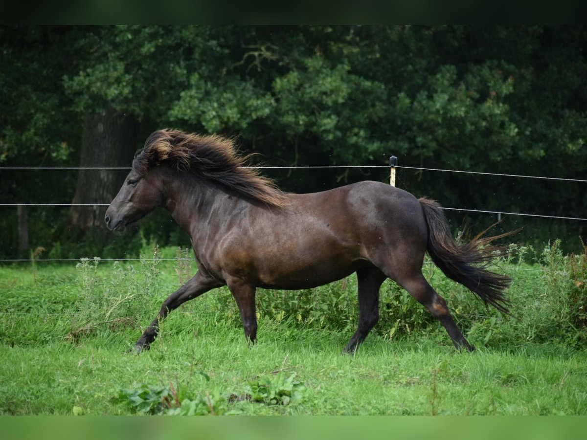 Pony Islandese Giumenta 9 Anni 140 cm Baio in Blunk