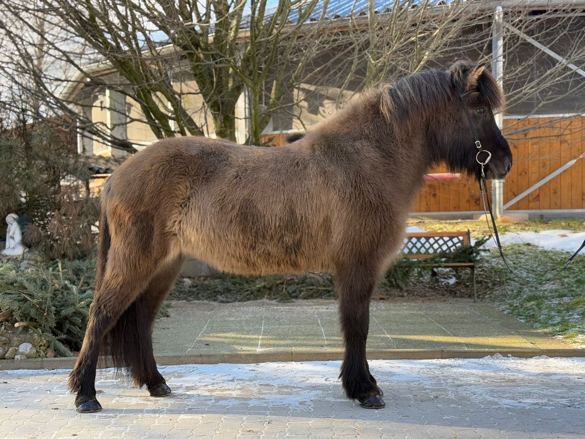 Pony Islandese Giumenta 9 Anni 148 cm Falbo in Lochen am See