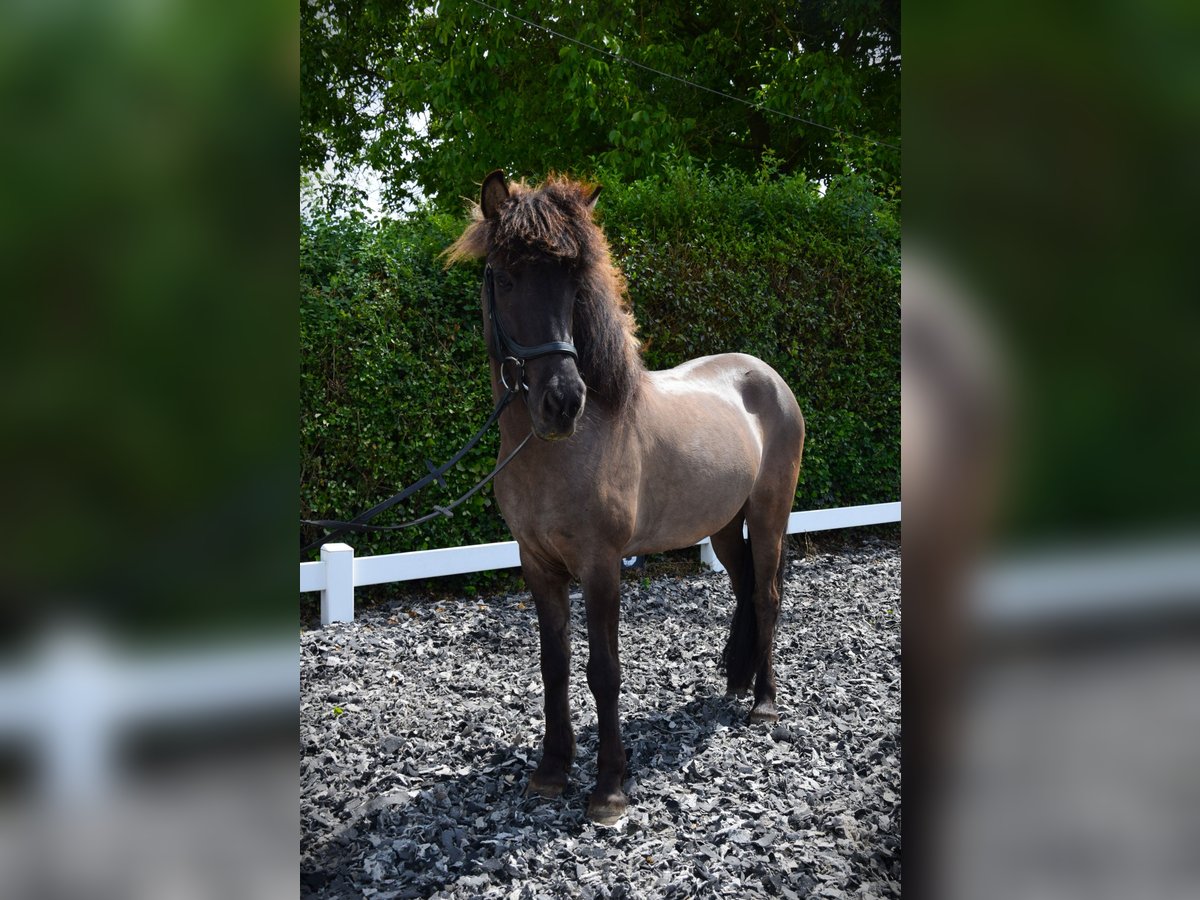 Pony Islandese Giumenta 9 Anni 150 cm Grullo in Venlo