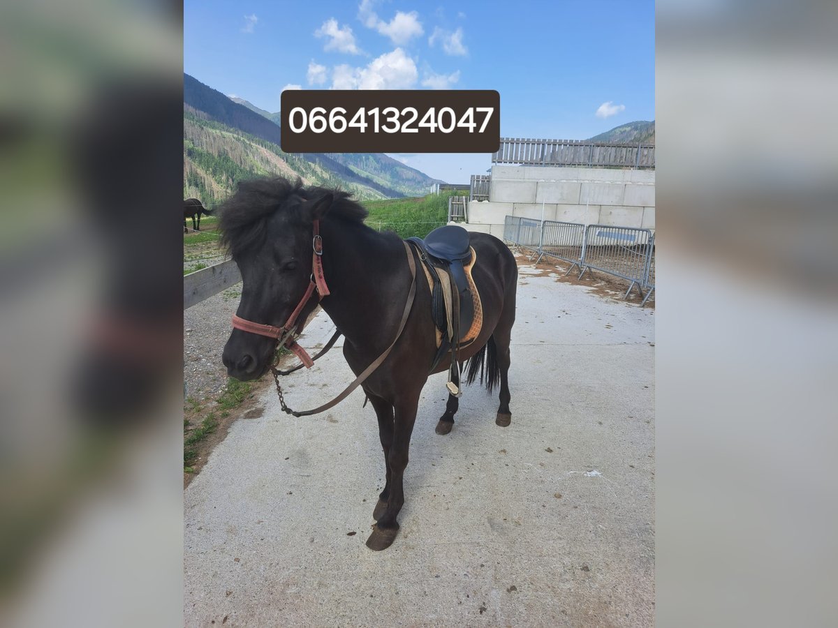 Pony Islandese Giumenta 9 Anni in Obertilliach