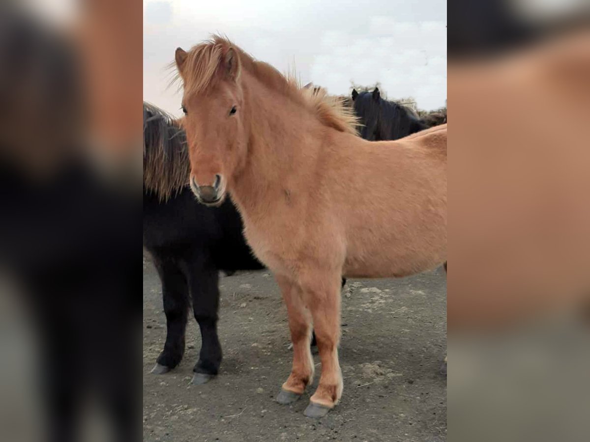 Pony Islandese Giumenta 9 Anni Falbo in Reykjavik