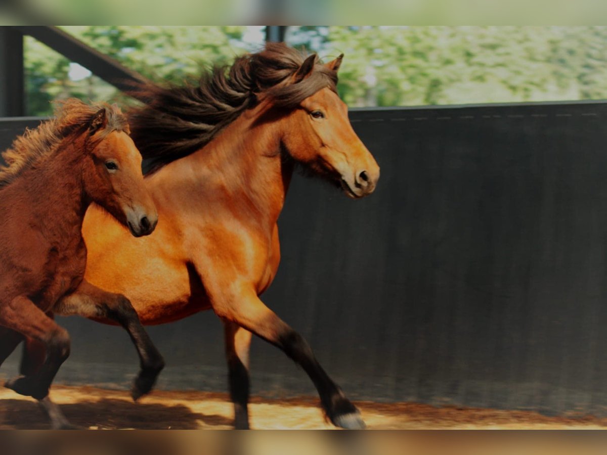 Pony Islandese Giumenta Puledri (03/2025) 145 cm Baio in Seedorf