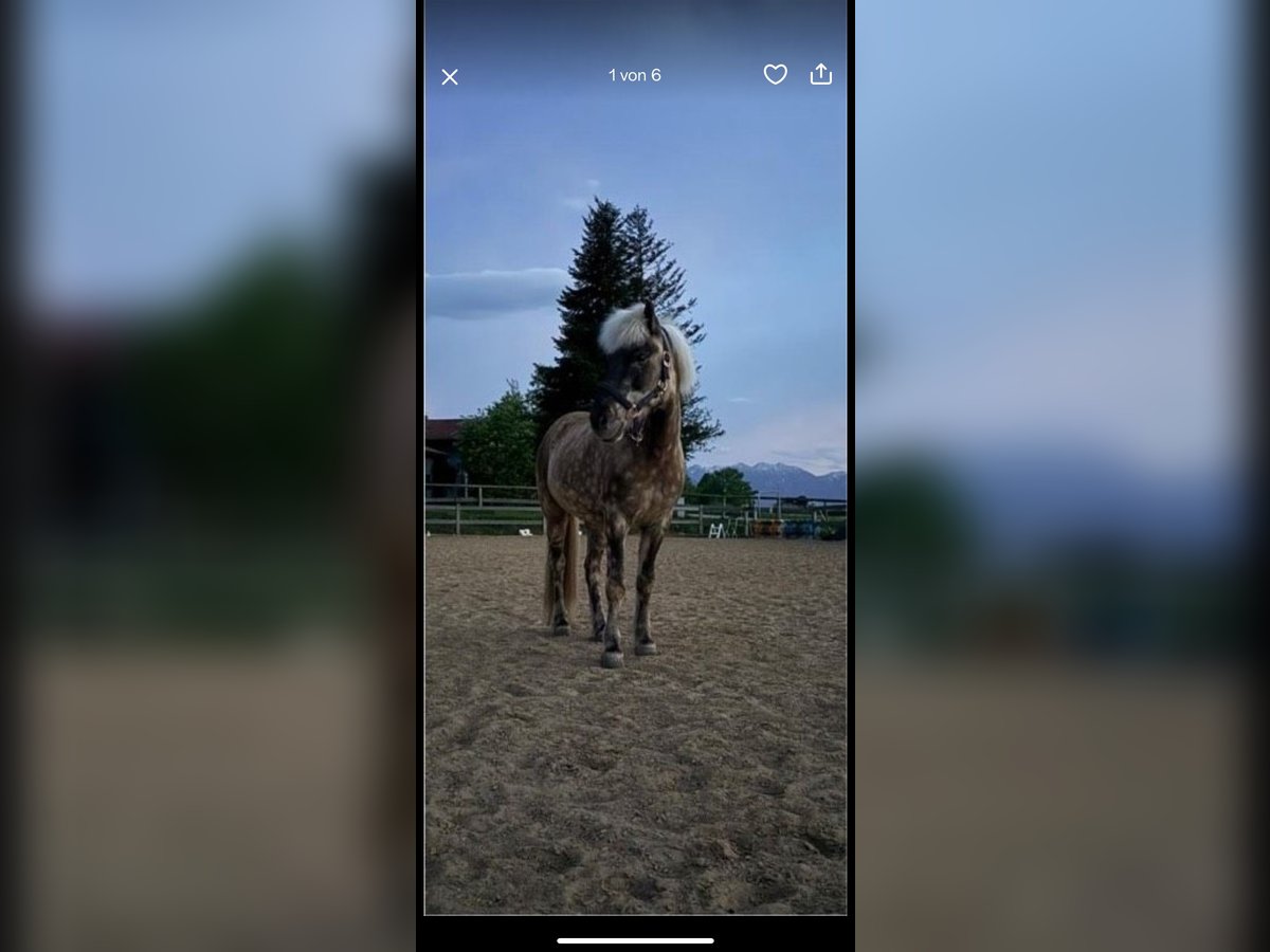 Pony Islandese Stallone 10 Anni in Obers&#xF6;chering