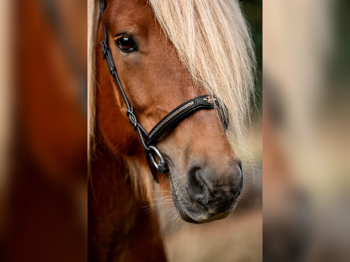 Pony Islandese Stallone 11 Anni 141 cm Sauro in Saarbr&#xFC;cken