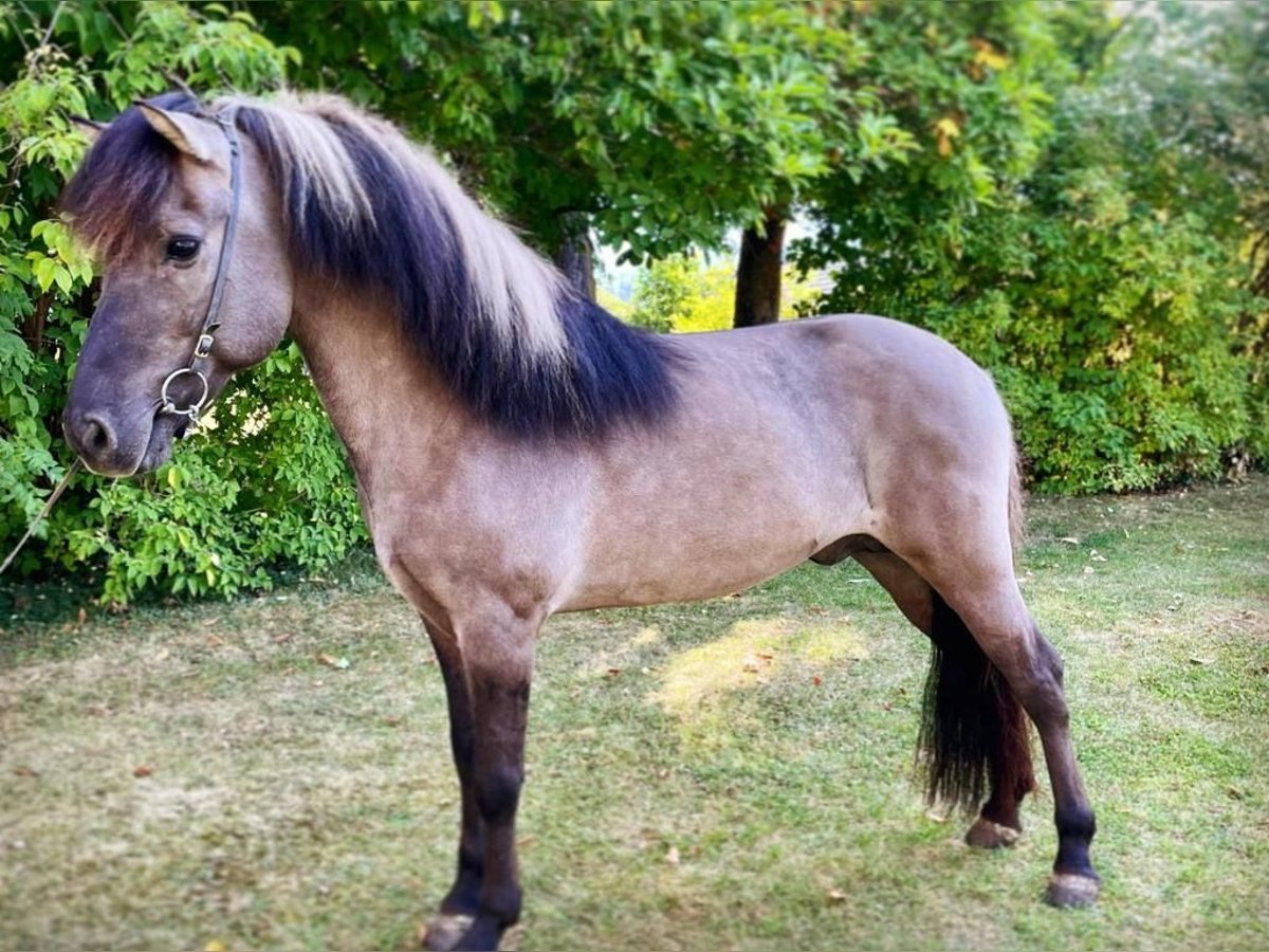 Pony Islandese Stallone 14 Anni 146 cm Falbo in Lochen am See