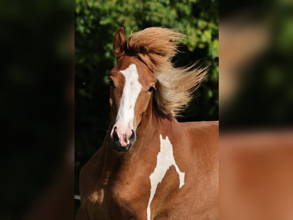 Pony Islandese Stallone 1 Anno 140 cm Pezzato in S&#xFC;dlohn