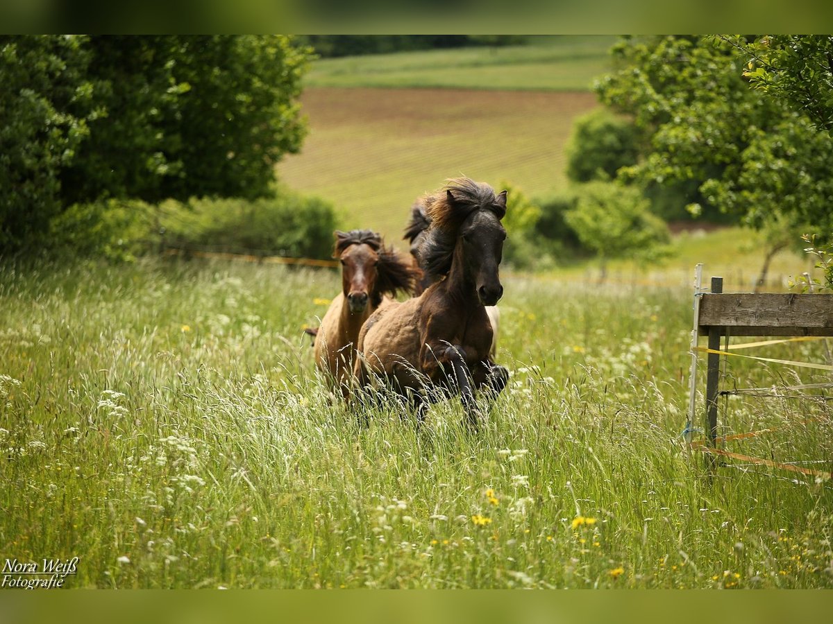 Pony Islandese Stallone 1 Anno 142 cm Morello in Lauterhofen