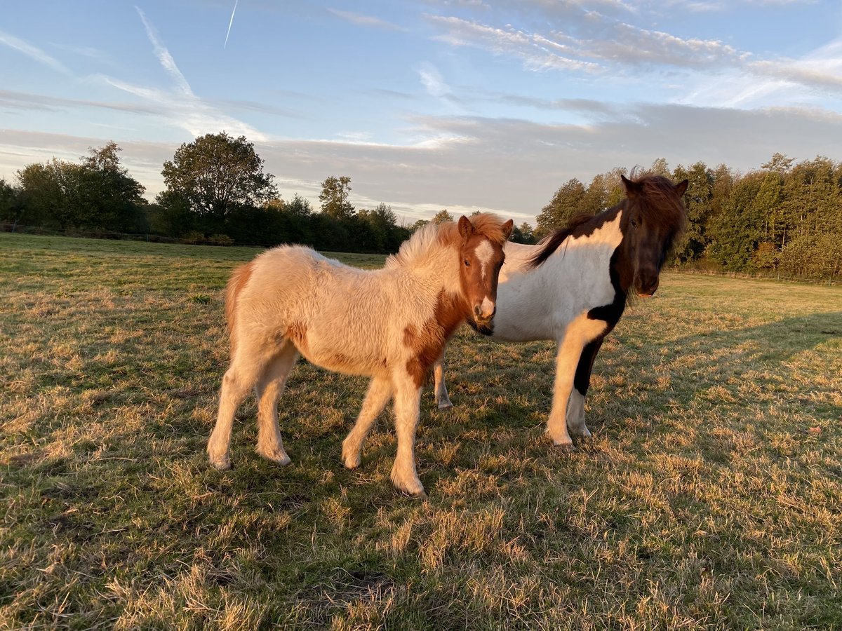 Pony Islandese Stallone 1 Anno Tobiano-tutti i colori in Bargstall