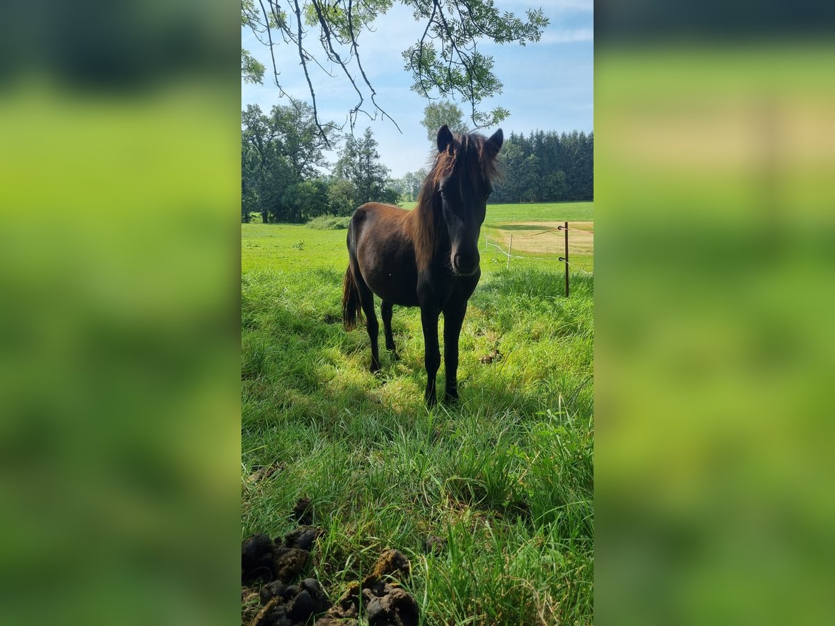 Pony Islandese Stallone 2 Anni 120 cm Baio scuro in Landsberg am Lech