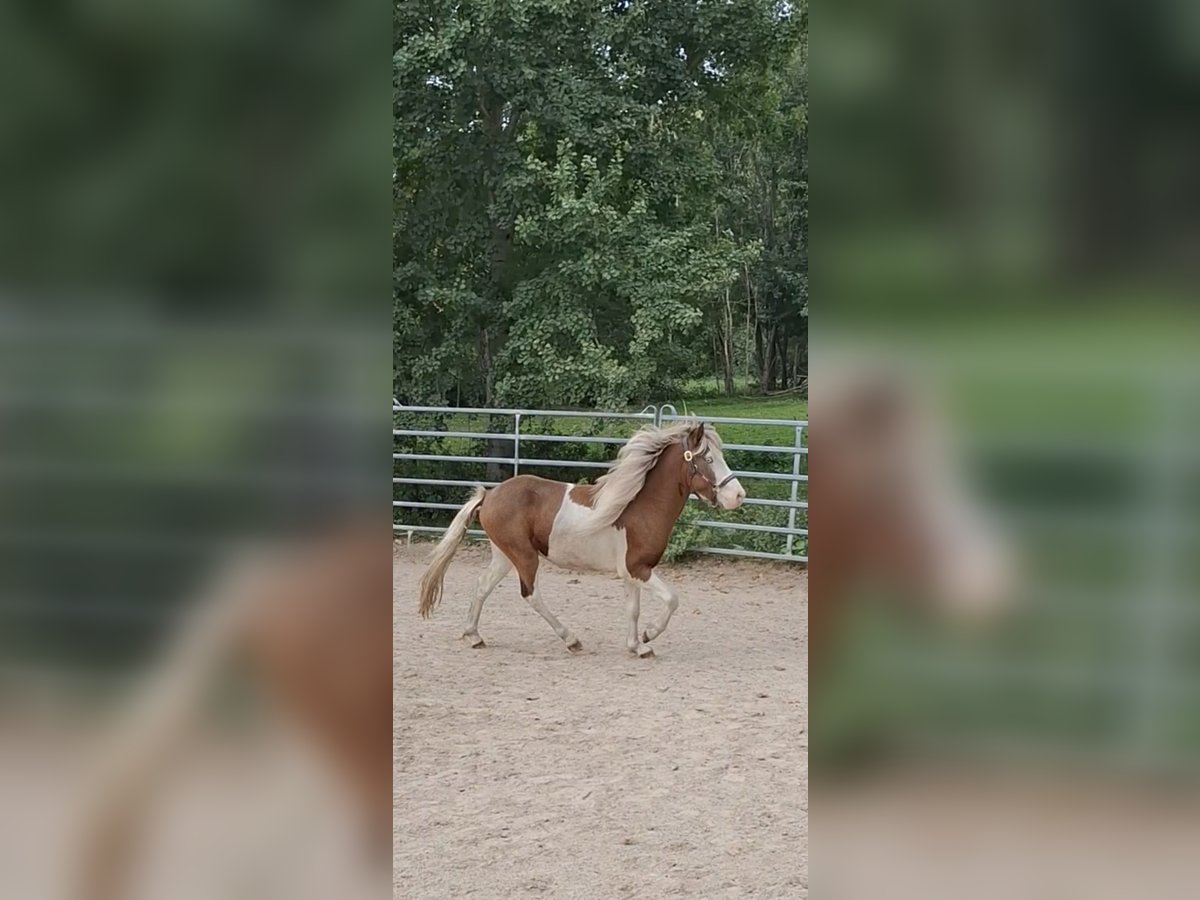 Pony Islandese Stallone 2 Anni 135 cm Pezzato in Wehr