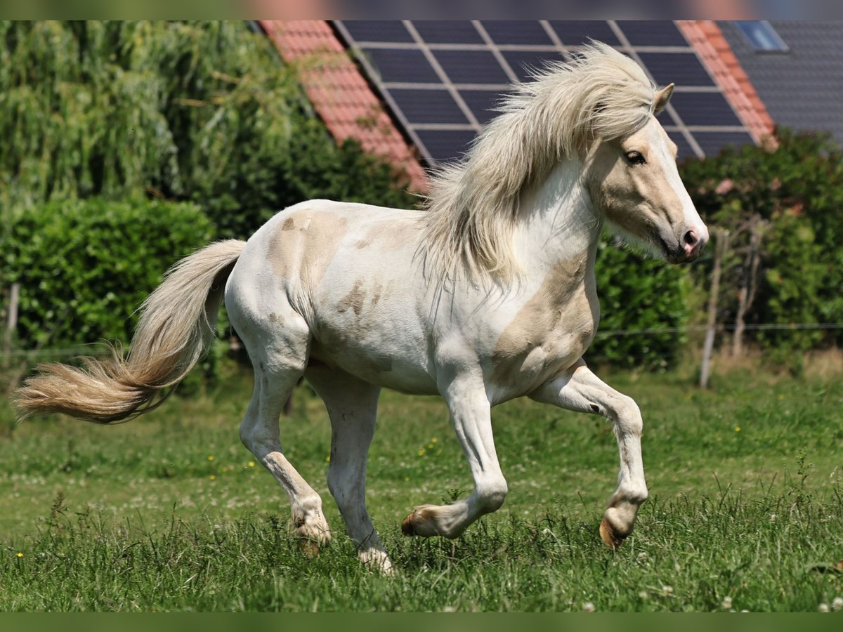 Pony Islandese Stallone 2 Anni 140 cm Palomino in S&#xFC;dlohn