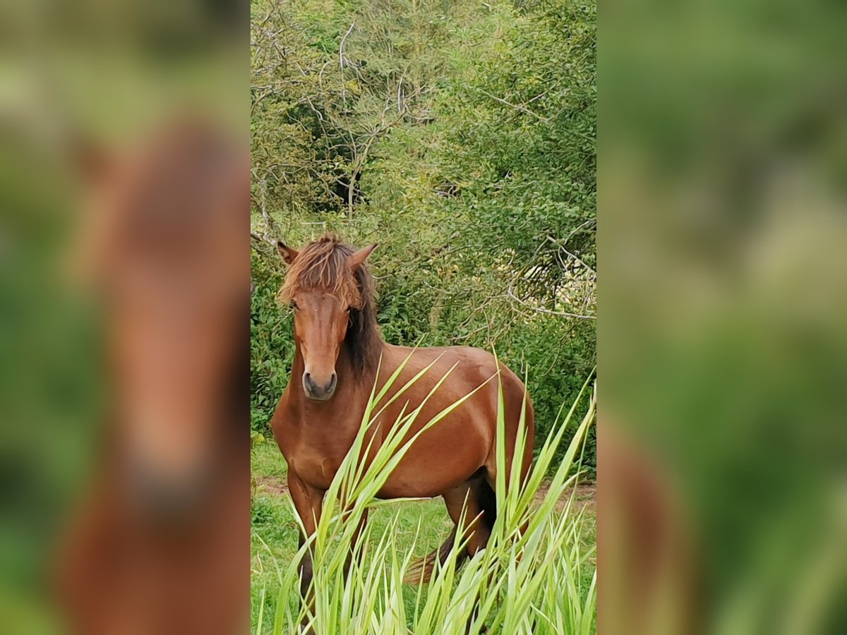 Pony Islandese Stallone 3 Anni 138 cm Baio in Bad Münstereifel