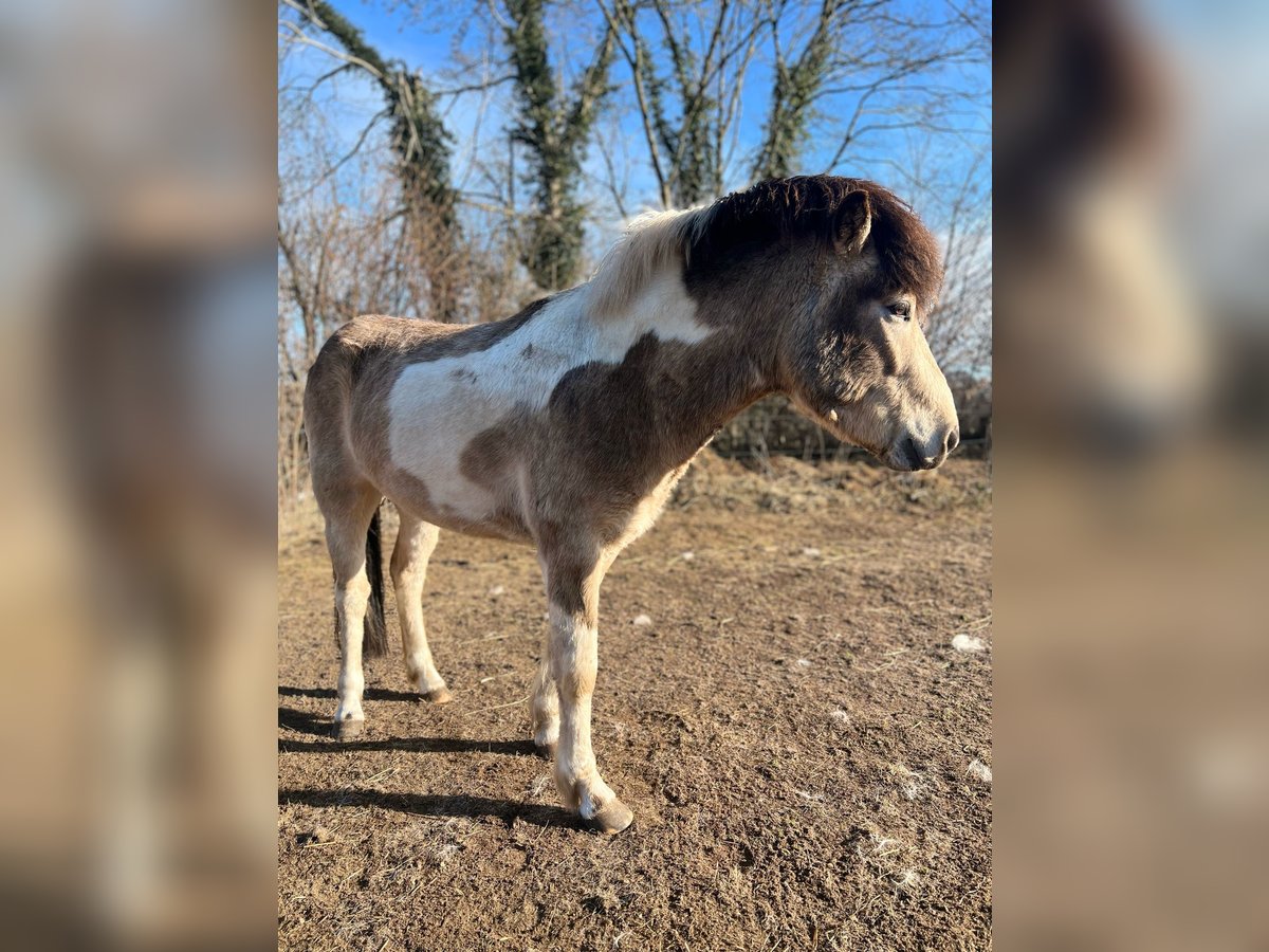 Pony Islandese Stallone 3 Anni 139 cm in Blunk
