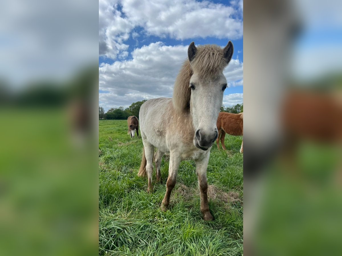 Pony Islandese Stallone 3 Anni 139 cm in Blunk