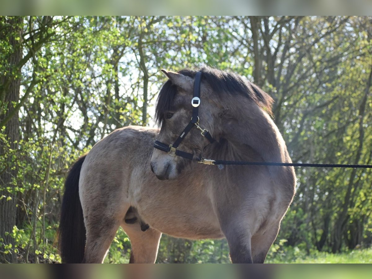 Pony Islandese Stallone 3 Anni 142 cm in NehmsBlunk