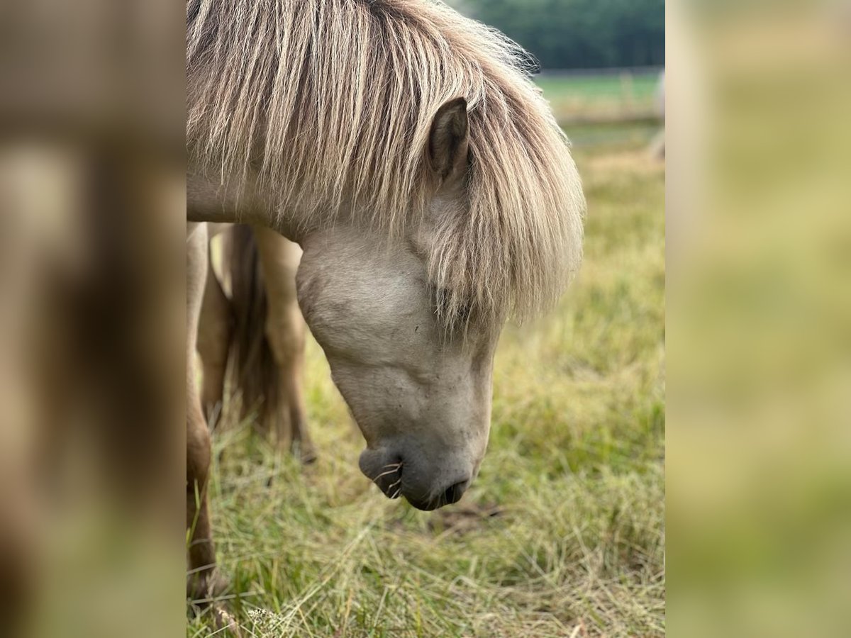 Pony Islandese Stallone 3 Anni 142 cm Pelle di daino in langeveen