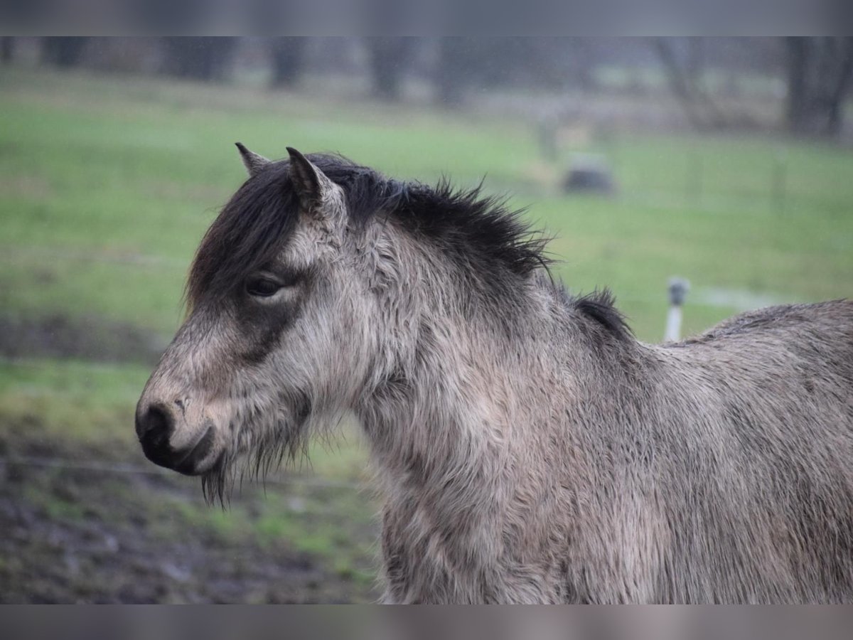 Pony Islandese Stallone 4 Anni 142 cm in NehmsBlunk